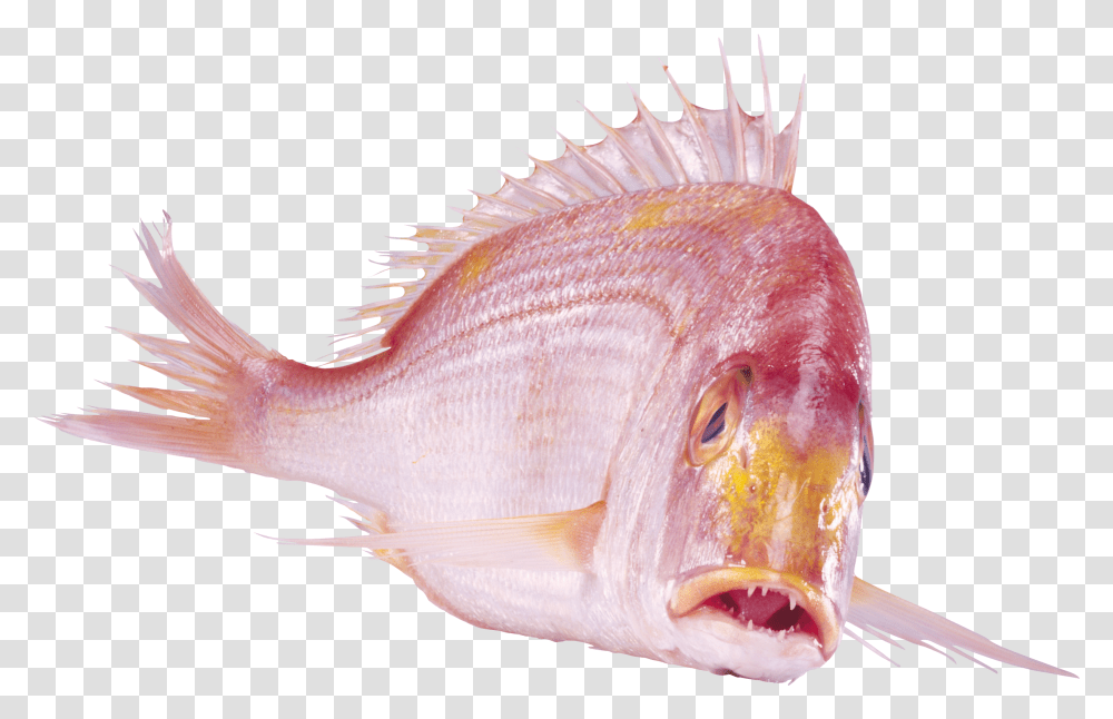 Fish Photo Free Download Cardinal Peixe, Animal, Perch, Carp Transparent Png