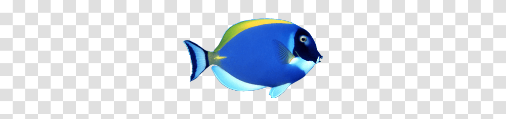 Fish Photo Free Download, Surgeonfish, Sea Life, Animal, Shark Transparent Png