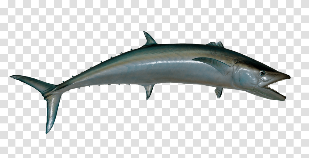 Fish Photo Vector Clipart, Swordfish, Sea Life, Animal, Shark Transparent Png