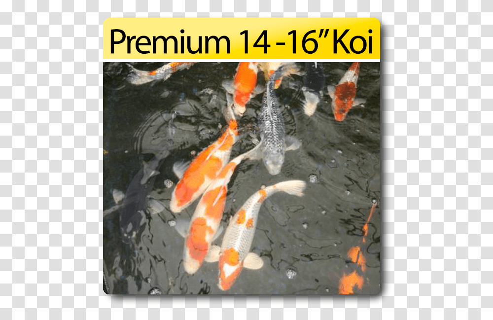 Fish Pond, Animal, Carp, Koi, Goldfish Transparent Png