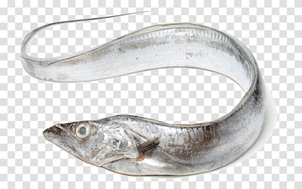 Fish Ribbon Fish, Animal, Eel Transparent Png
