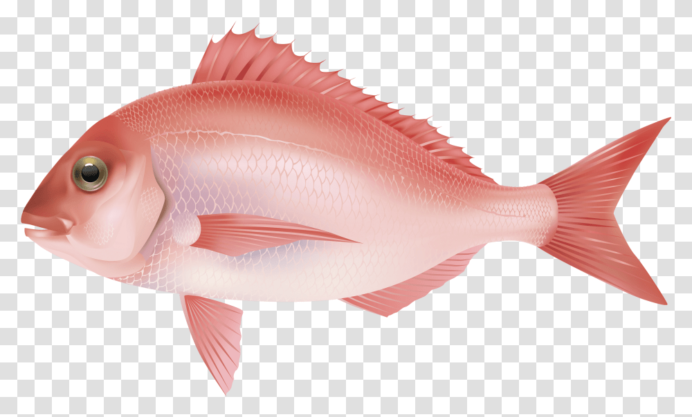 Fish Rose Pink Salt Water Fish, Animal, Sea Life, Mullet Fish Transparent Png