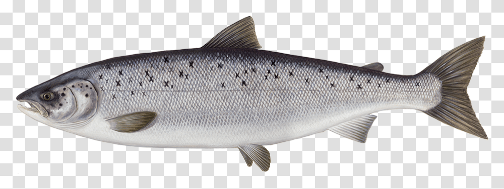 Fish Salmon And Tuna, Animal, Herring, Sea Life, Mullet Fish Transparent Png