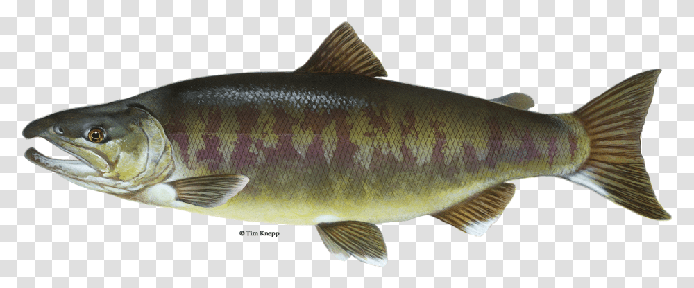 Fish Salmon With Water Chum Salmon, Animal, Perch, Sea Life Transparent Png