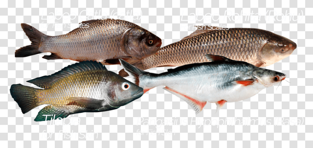 Fish Scales Oily Fish, Animal, Sea Life, Mullet Fish, Carp Transparent Png