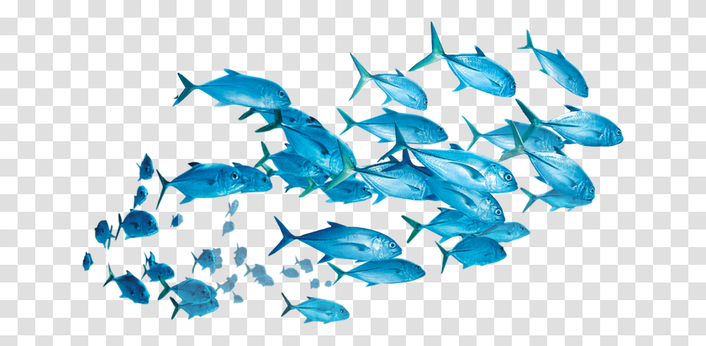 Fish School Of Fish Background, Water, Outdoors, Nature, Aquatic Transparent Png