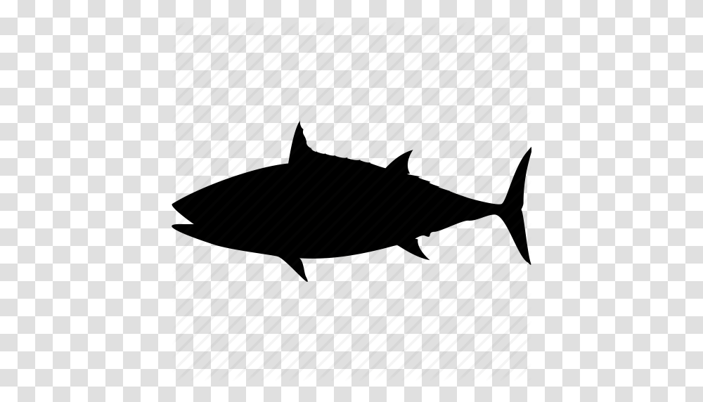 Fish Sea Shark Shark Attack Shark Fin Shark Warning Water Icon, Tuna, Sea Life, Animal, Transportation Transparent Png