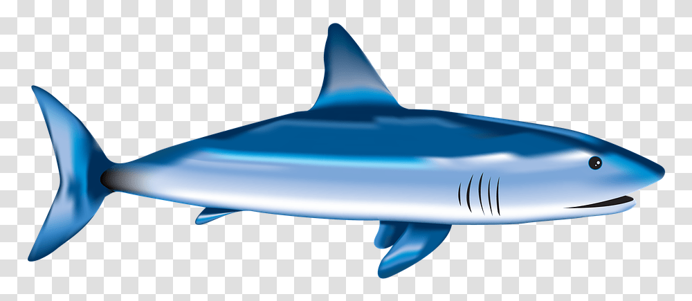 Fish Shark Sea Underwater Nature Aquatic Wild Requiem Shark, Sea Life, Animal, Great White Shark Transparent Png
