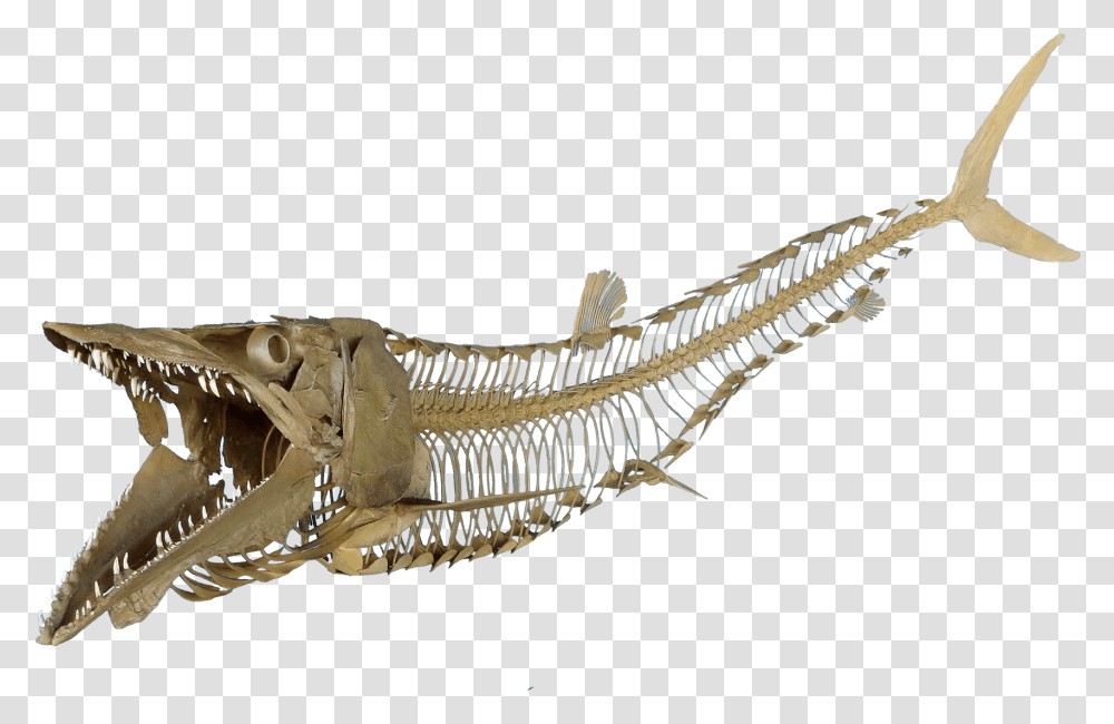 Fish Skeleton, Dinosaur, Reptile, Animal, T-Rex Transparent Png