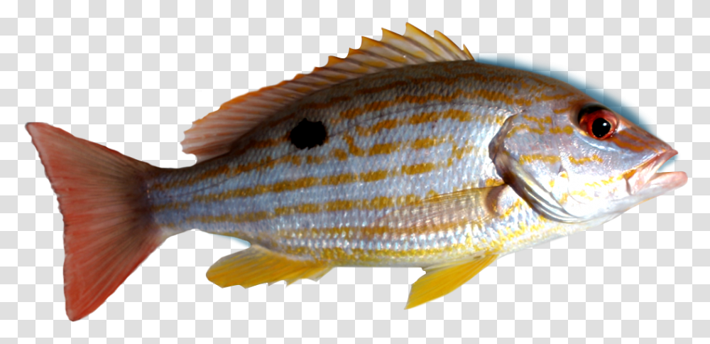 Fish Snapper Deep Sea Snapper Fish, Animal Transparent Png