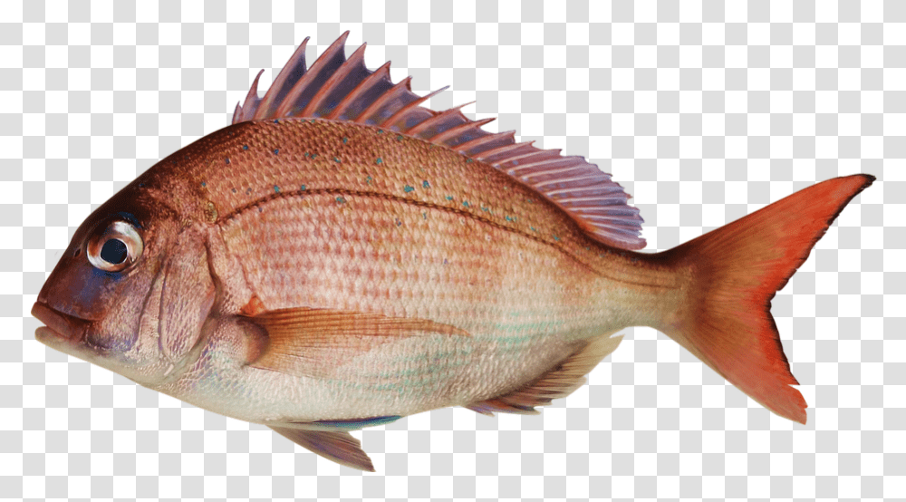 Fish Snapper Sea Bream Bream And Fish Pagrus Major, Animal, Perch Transparent Png