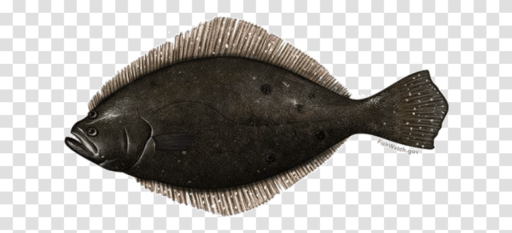 Fish Summer Flounder Fluke, Halibut, Sea Life, Animal, Axe Transparent Png
