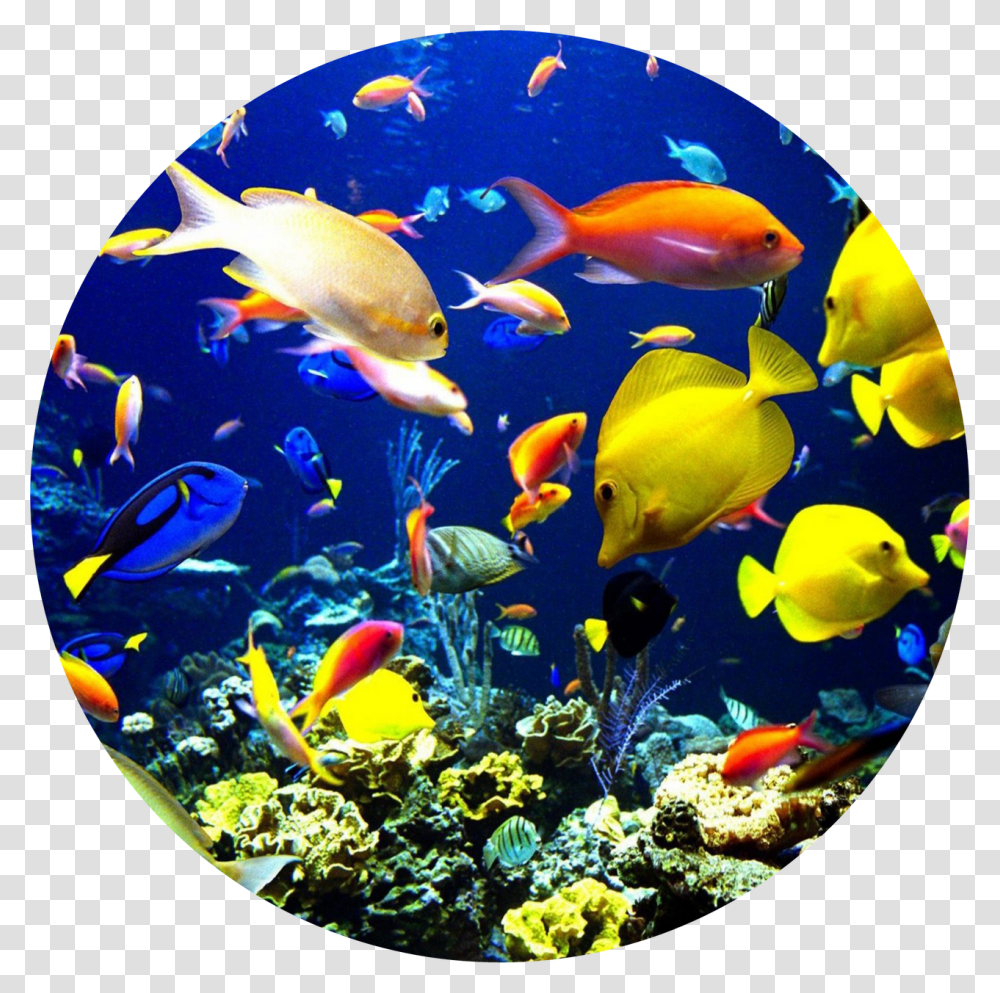 Fish Swimming Que Es Biodiversidad Marina, Water, Aquatic, Animal, Angelfish Transparent Png