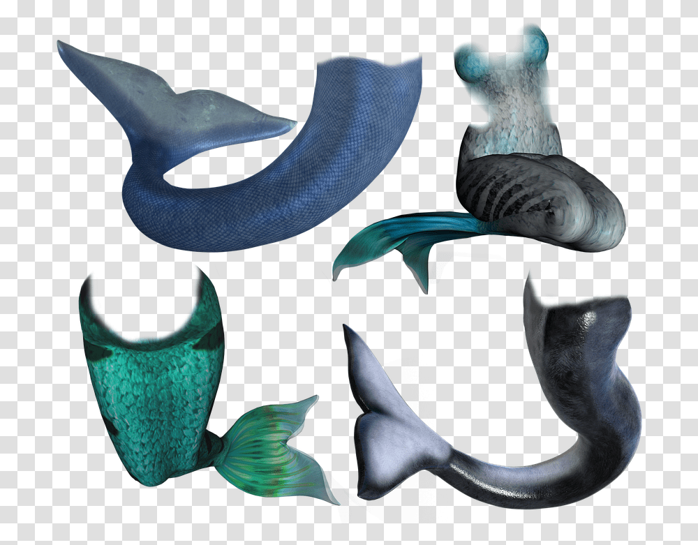 Fish Tail Queue De Poisson Sirene, Animal, Sea Life, Eel, Person Transparent Png
