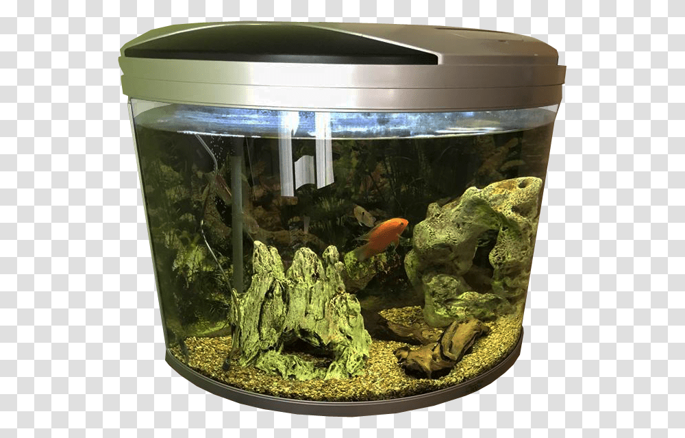 Fish Tank Background Fish Images Fish Tank Clear Background, Water, Animal, Aquarium, Sea Life Transparent Png