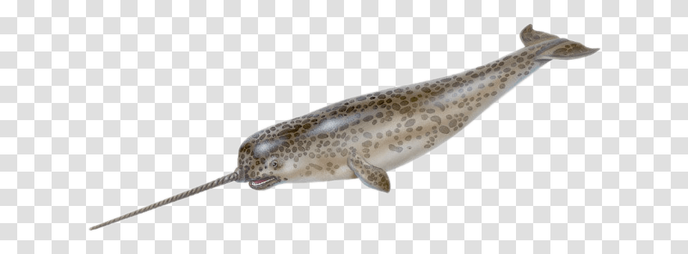 Fish That Looks Like Unicorn Image Narwhal Eye, Animal, Trout, Sea Life, Eel Transparent Png