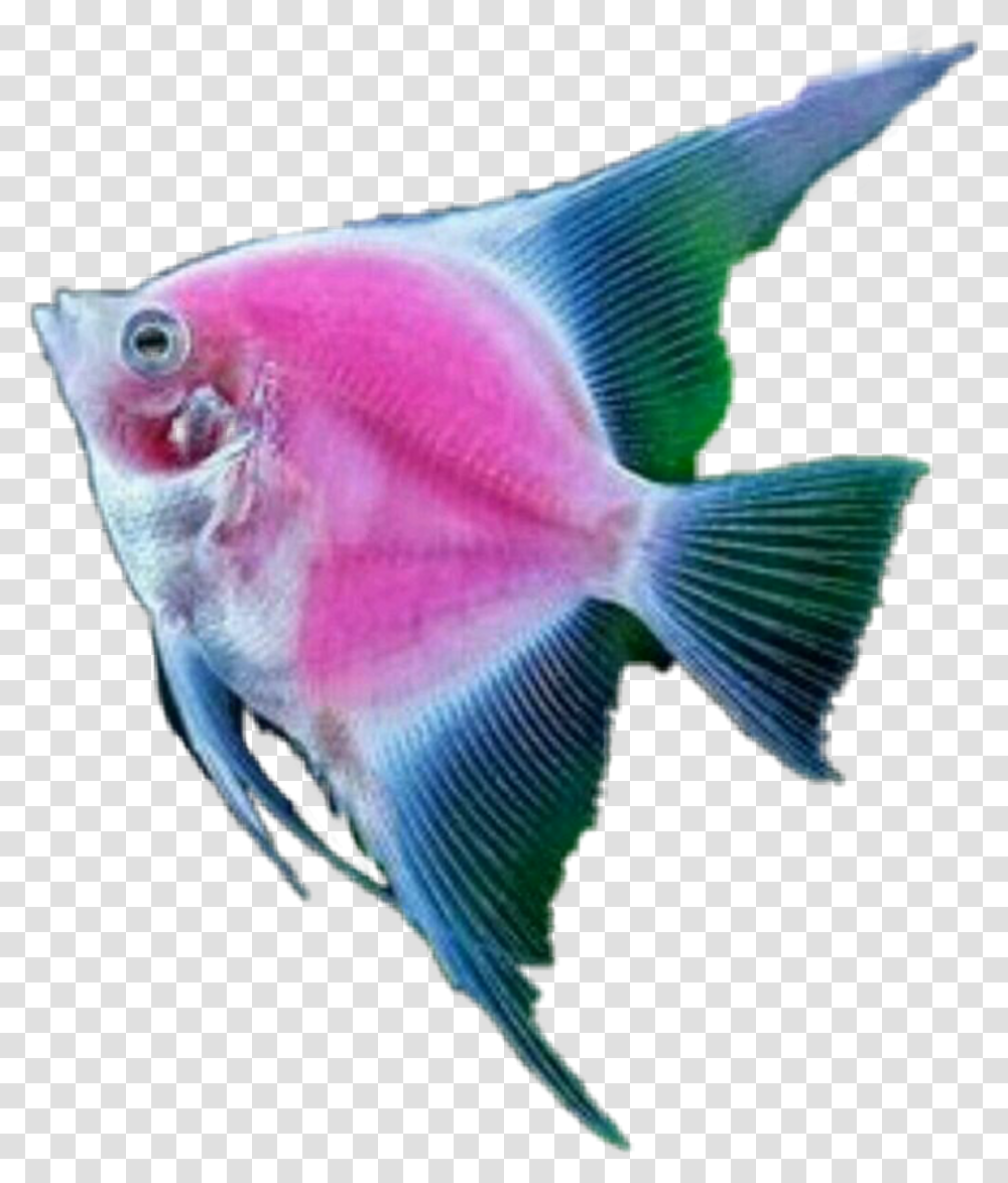 Fish Tropicalfish Scseacreatures Seacreature Marine Biology, Angelfish, Sea Life, Animal, Person Transparent Png