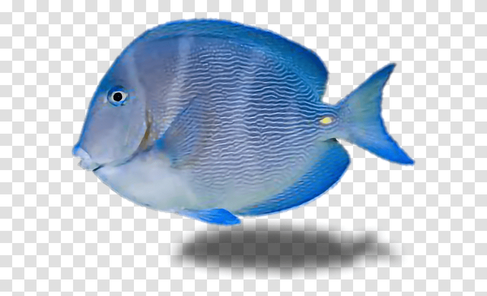 Fish Tropicalfish Water Ocean Underthesea Blue Tropical Fish Background, Angelfish, Sea Life, Animal, Surgeonfish Transparent Png