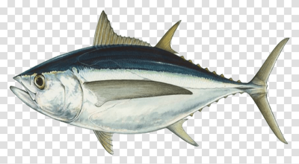 Fish Tuna Seafood Streamline Body Of Fish, Sea Life, Animal, Bonito, Bird Transparent Png