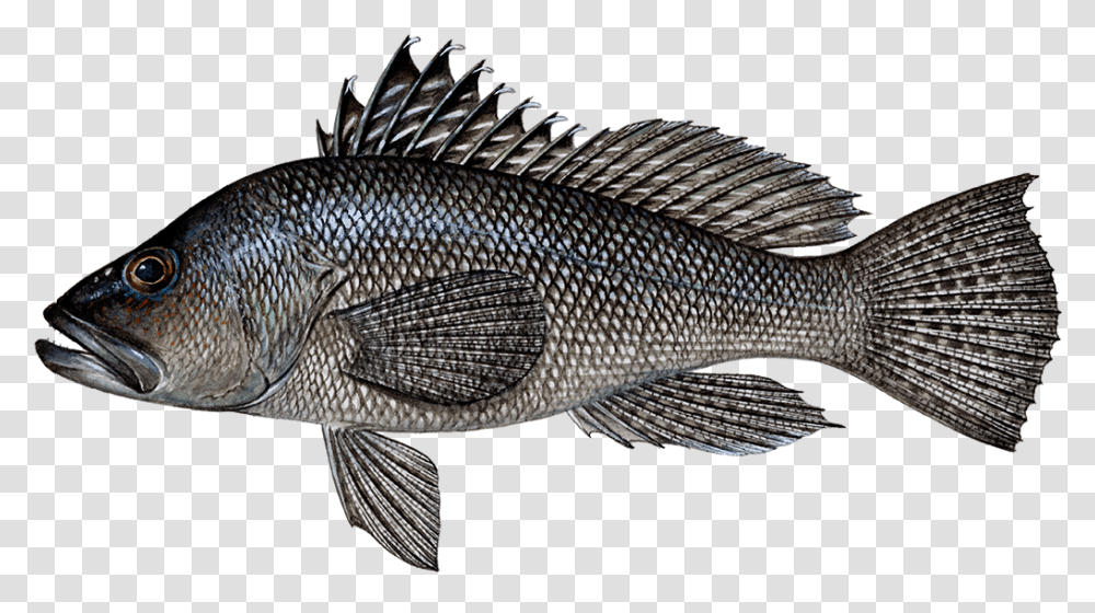 Fish Types Black Seabass, Animal, Perch Transparent Png