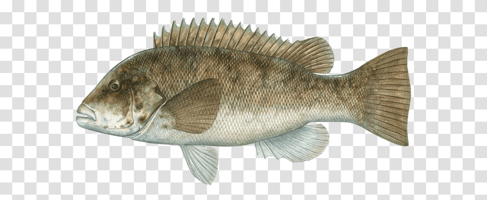 Fish Types Fish Of Massachusetts, Perch, Animal Transparent Png