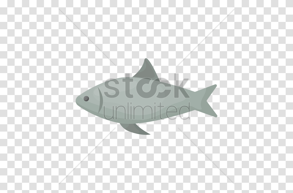 Fish Vector Image, Animal, Sea Life, Tuna, Shark Transparent Png