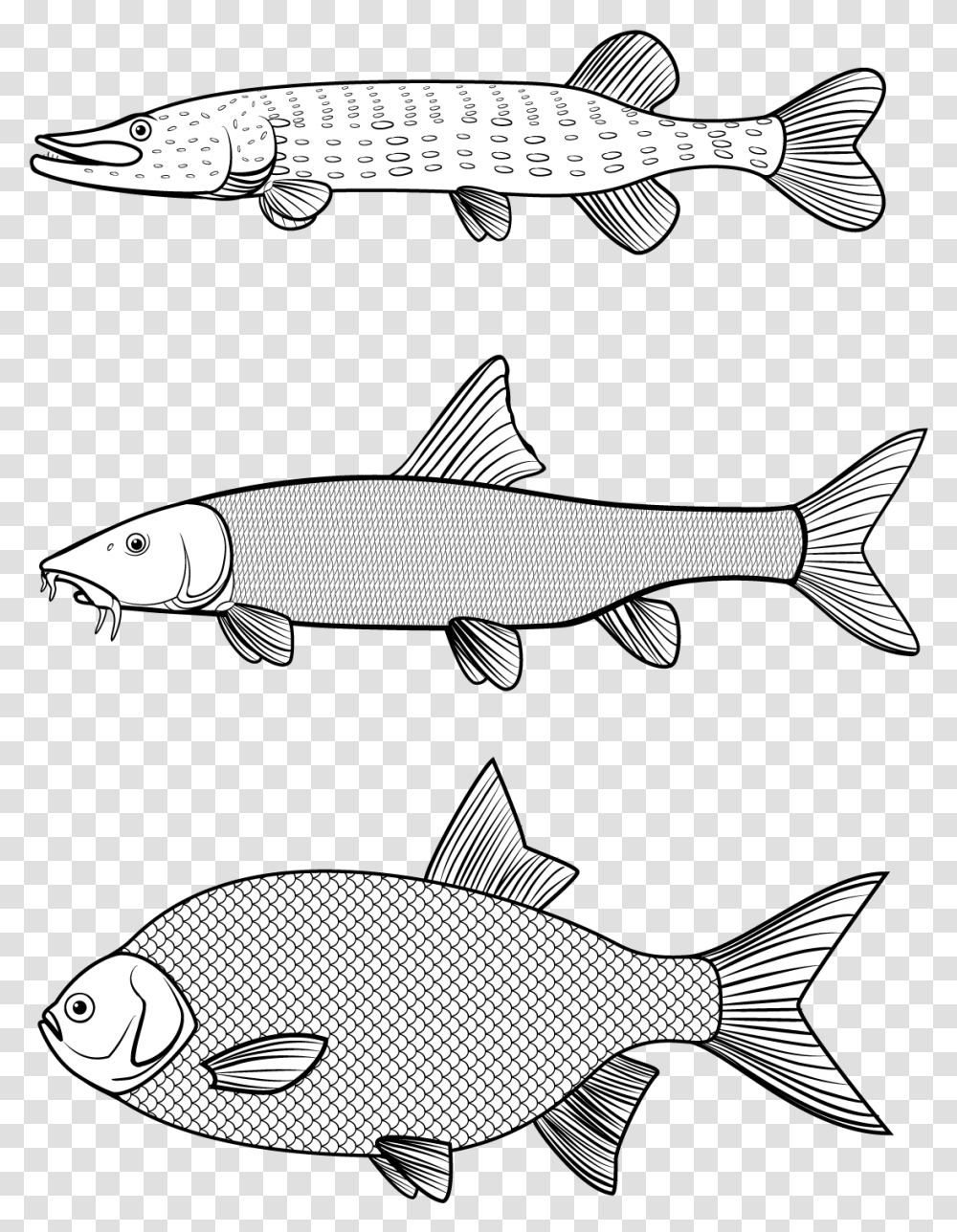 Fish Vector Vector Graphics Line Art Trout Pangasius Hypophthalmus, Animal, Mullet Fish, Sea Life, Carp Transparent Png