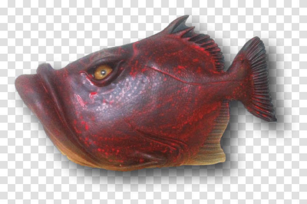 Fish With Attitude Sockeye Salmon, Animal, Coho, Aquatic, Water Transparent Png