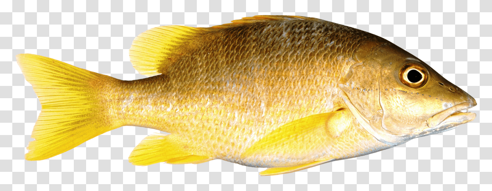 Fish With Background, Animal, Carp, Perch Transparent Png