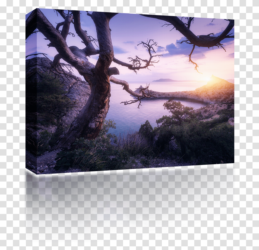 Fisher Television, Tree, Plant, Tree Trunk, Nature Transparent Png