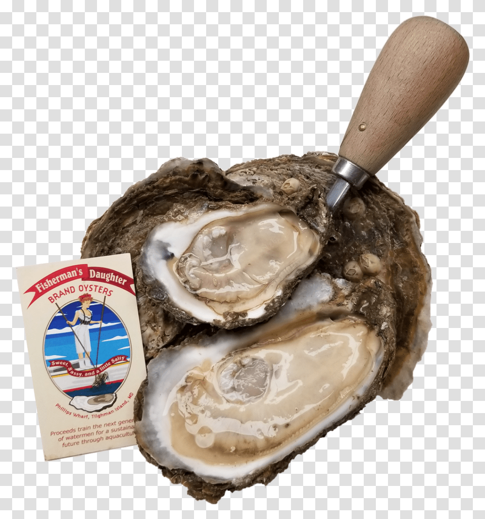 Fishermans Daughter Brand Oysters Tiostrea Chilensis, Sea Life, Animal, Seashell, Invertebrate Transparent Png
