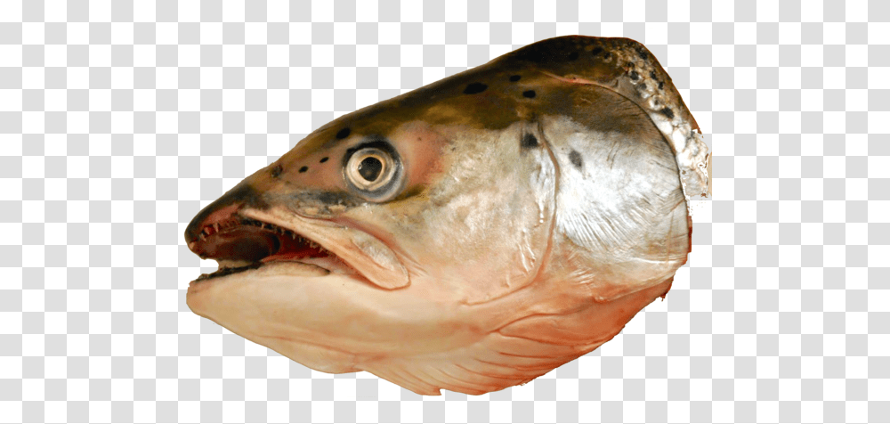 Fishfishfish Productsseafoodforage Fishbassoily Head Of A Fish, Animal, Coho, Cod, Trout Transparent Png