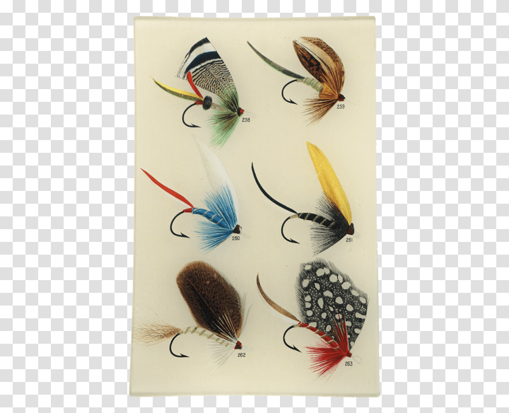 Fishing Flys, Bird, Animal Transparent Png