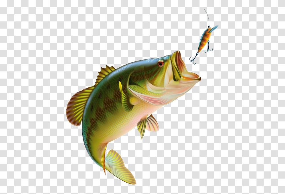 Fishing Images Fish Bass, Animal, Perch, Carp Transparent Png