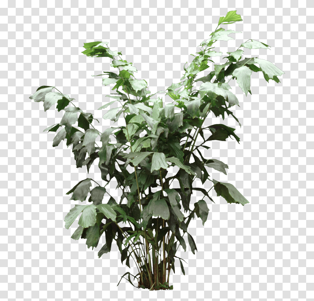 Fishtail Palm Houseplant Houseplant, Leaf, Acanthaceae, Flower, Tree Transparent Png