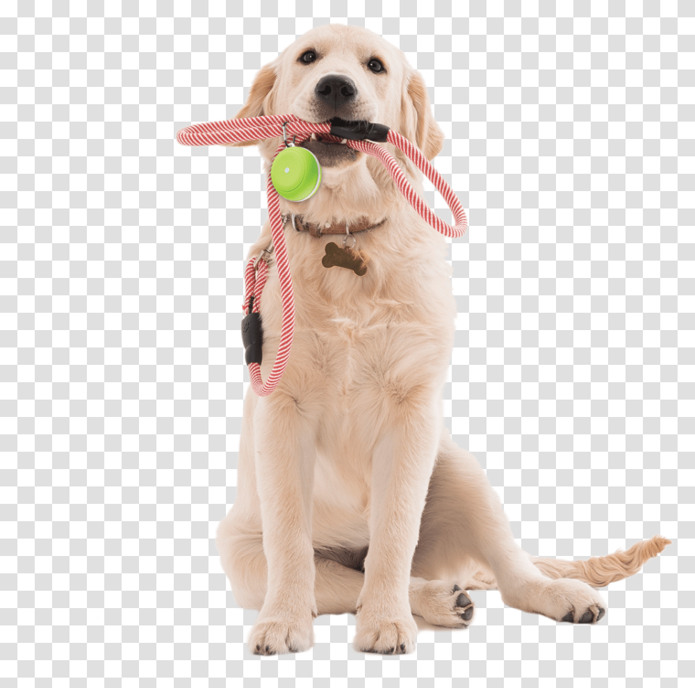 Fit Tunes Active Dog Dog, Golden Retriever, Pet, Canine, Animal Transparent Png