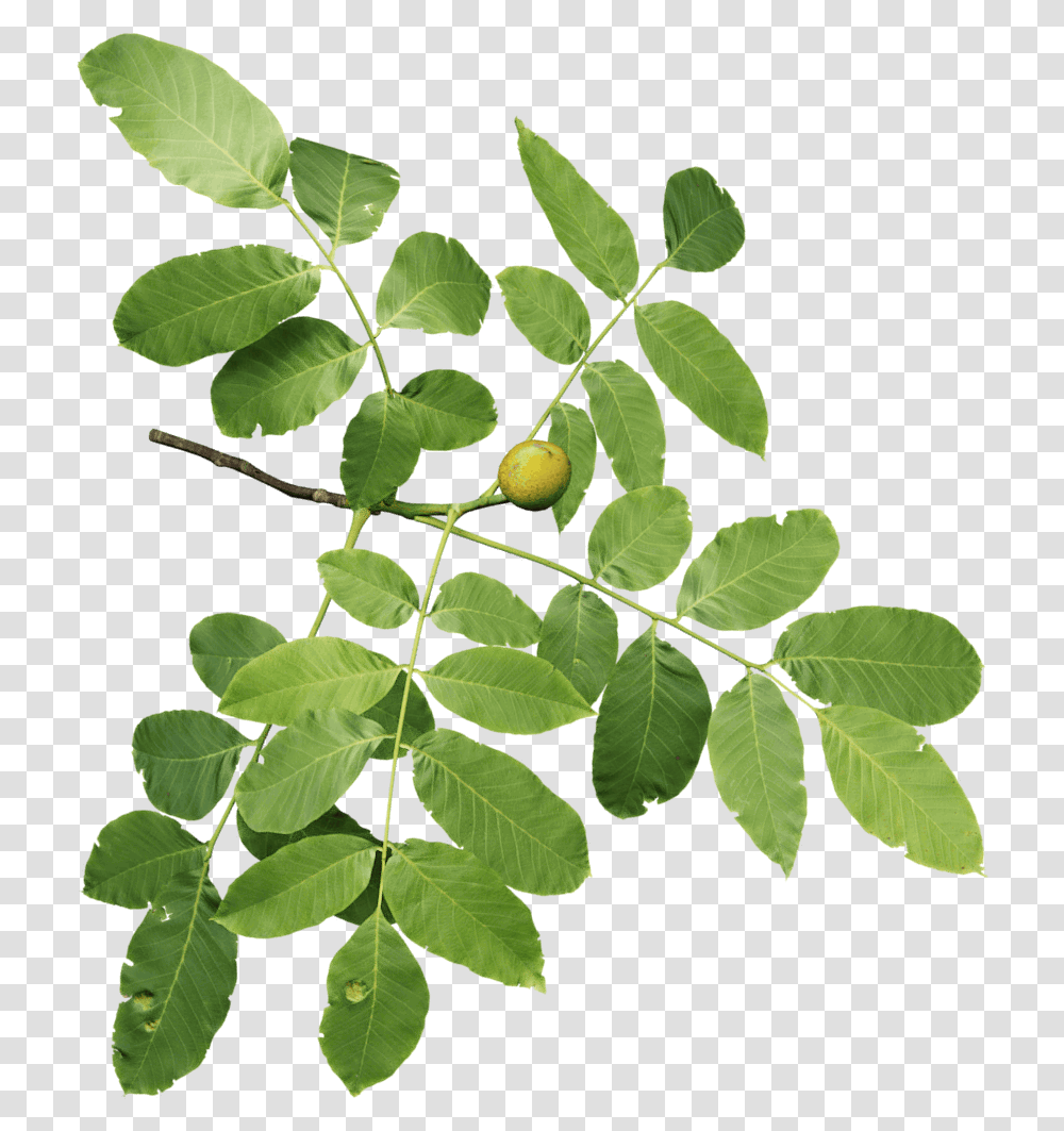 Five New Walnut Branch, Leaf, Plant, Ivy Transparent Png