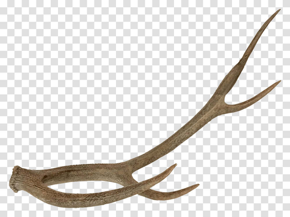 Five Prong Resin Horn Deer Horn, Antler, Snake, Reptile, Animal Transparent Png