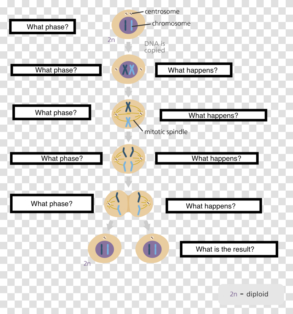 Five Stages Of The Cell Cycle, Number, Accessories Transparent Png