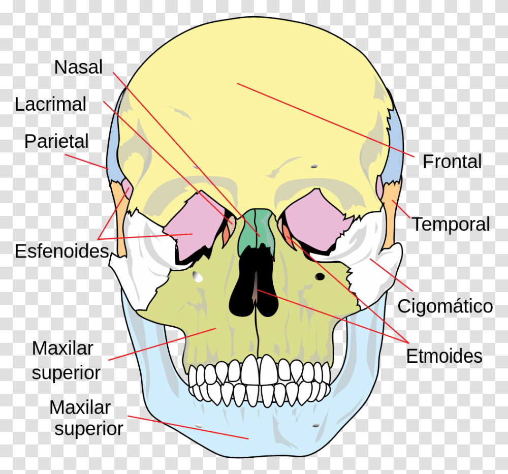 Fixed Or Immovable Joints, Jaw, Helmet, Apparel Transparent Png