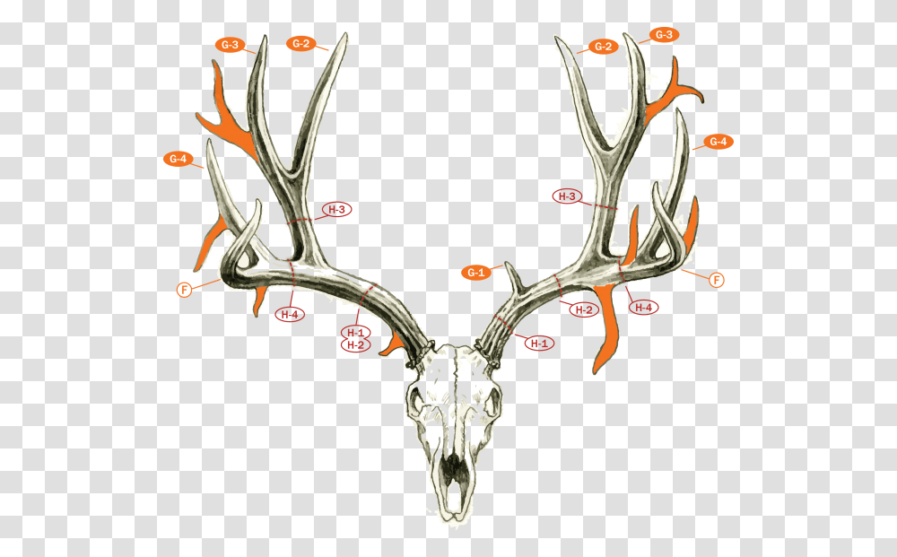 Fj Muledeerdrawing Count Points On A Deer, Antler Transparent Png