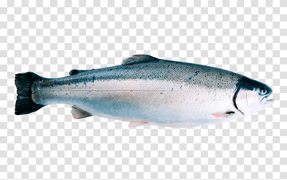 Fjordtrout Regnbuerret Oppdrett, Coho, Fish, Animal, Sea Life Transparent Png