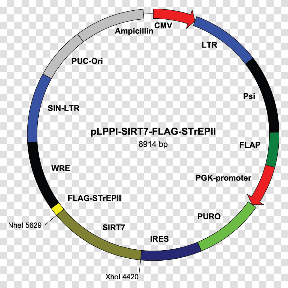 Flag Tag Vector, Plot, Diagram, Measurements Transparent Png