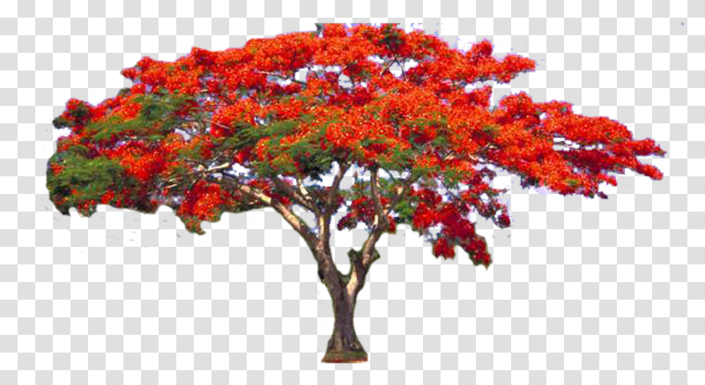 Flamboyant Trees Tree Red Flowers Nature Flame Tree, Plant, Maple, Outdoors, Blossom Transparent Png