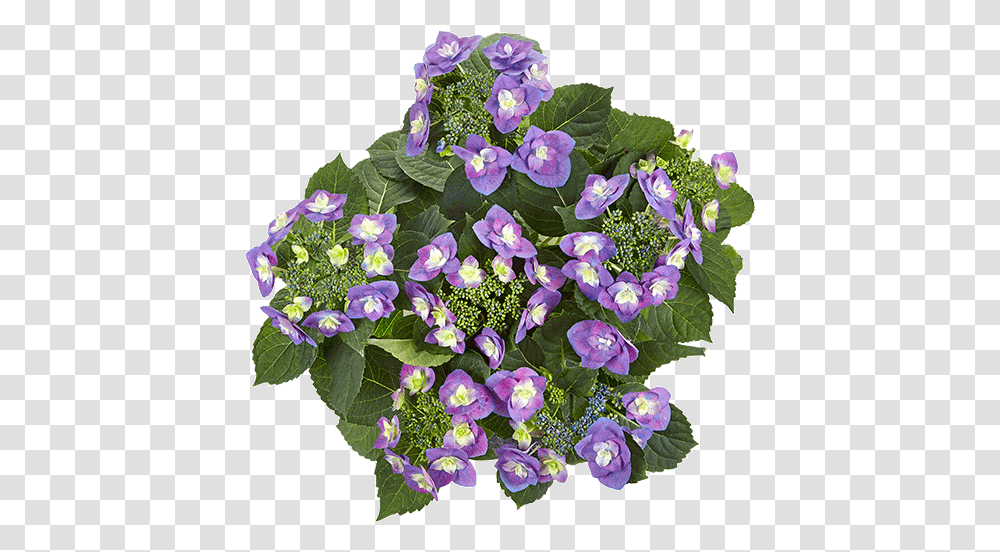 Flame Purple Ktterheinrich Bengal Clockvine, Plant, Flower, Blossom, Flower Bouquet Transparent Png