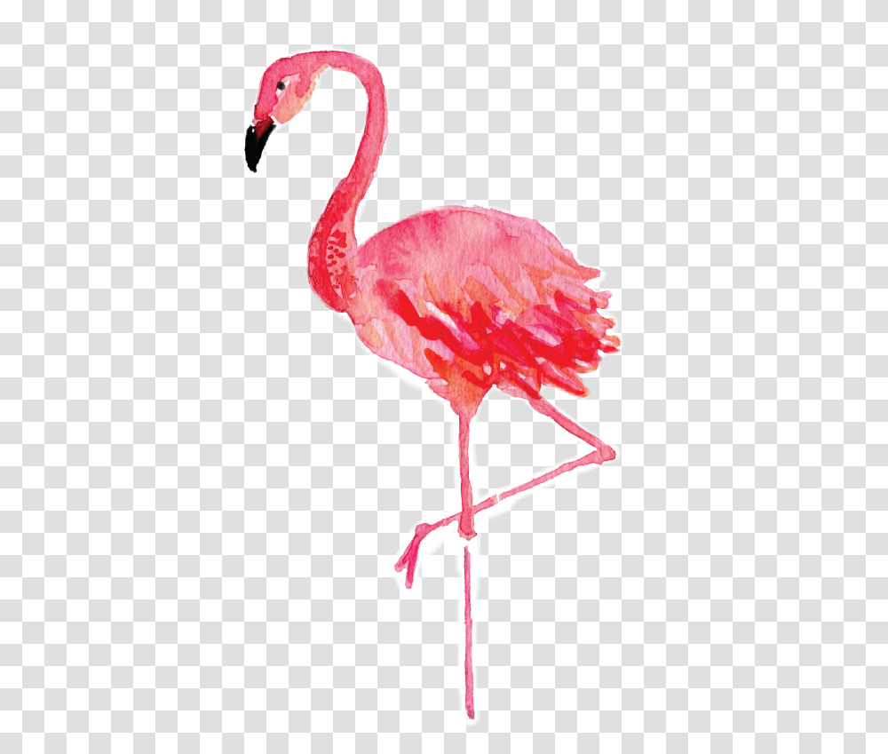 Flamenco Tumblr Sticker By Flamingo Drawing Watercolor, Bird, Animal Transparent Png
