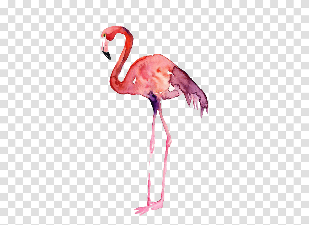 Flamencos Vertical, Animal, Flamingo, Bird, Person Transparent Png