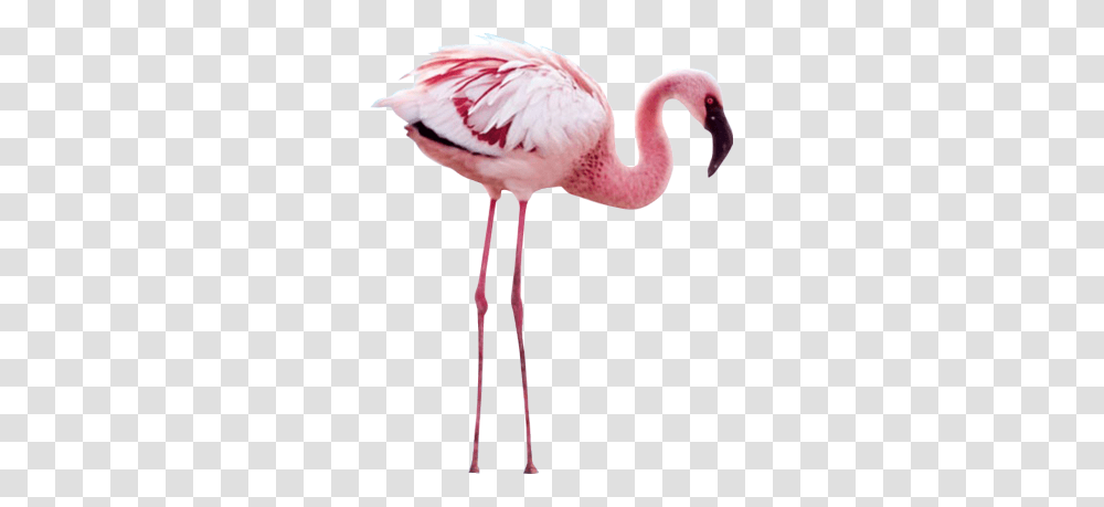 Flamengo Ekc Flamingo Crimson Wing The Mystery Of The Flamingos, Bird, Animal, Beak Transparent Png