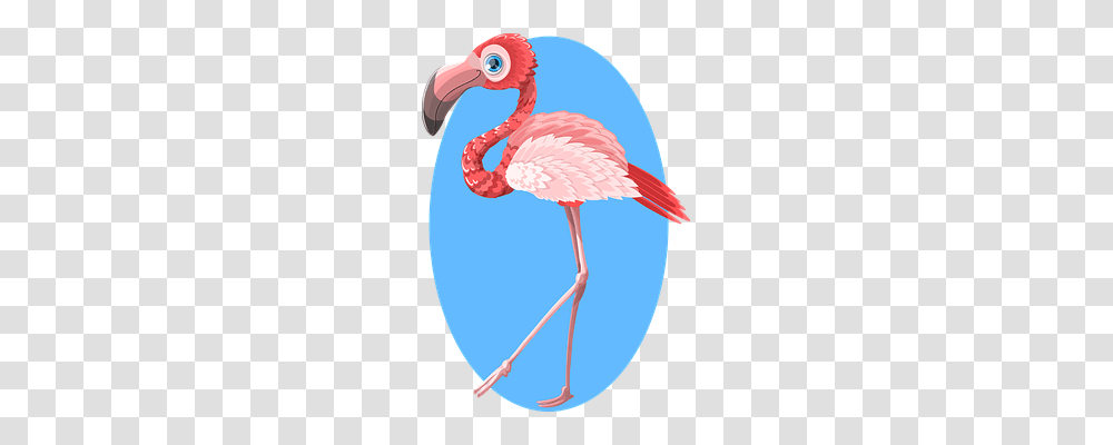 Flamingo Nature, Bird, Animal, Beak Transparent Png