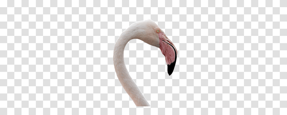 Flamingo Animals, Beak, Bird Transparent Png